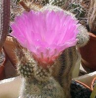 Echinocereus reichenbachii (dw)