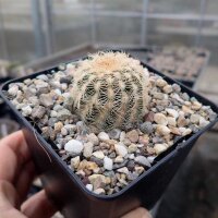 Echinocereus reichenbachii (dw)