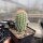 Echinocereus reichenbachii (dw)