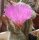 Echinocereus reichenbachii (dw)