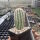 Echinocereus reichenbachii (dw)