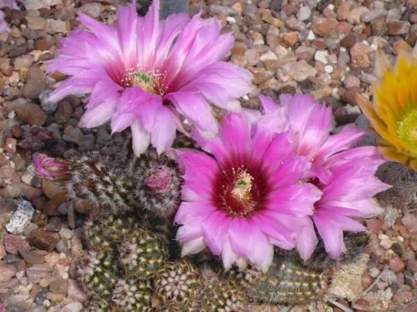 Echinocereus reichenbachii HK 1228 (dw)