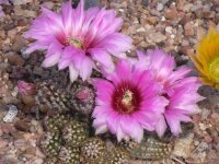Echinocereus reichenbachii HK 1228 (dw)