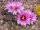 Echinocereus reichenbachii HK 1228 (dw)