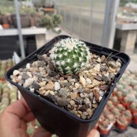 Echinocereus reichenbachii v. albispinus (dw)