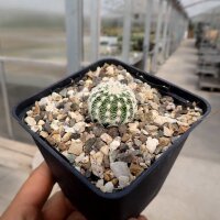 Echinocereus reichenbachii v. albispinus (dw)