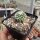 Echinocereus reichenbachii v. albispinus (dw)