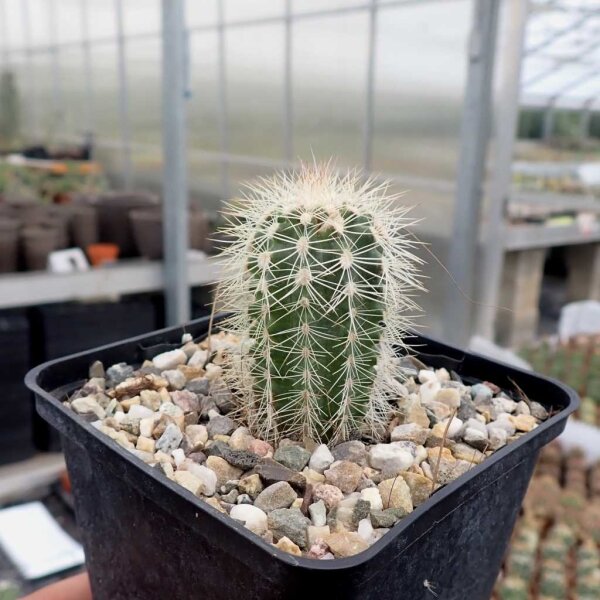 Echinocereus reichenbachii ssp. baileyi v. albispina (dw)
