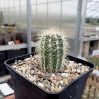 Echinocereus reichenbachii ssp. baileyi v. albispina (dw)
