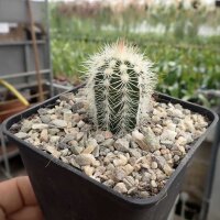 Echinocereus reichenbachii ssp. baileyi v. albispina (dw)