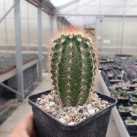 Echinocereus reichenbachii ssp. baileyi DJF 1308 Granite,...
