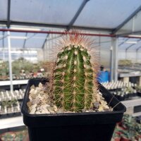 Echinocereus reichenbachii ssp. baileyi DJF 1308 Granite,...