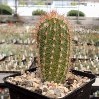 Echinocereus reichenbachii ssp. baileyi DJF 1308 Granite, Oklahoma, USA  (dw)