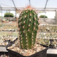 Echinocereus reichenbachii ssp. baileyi DJF 1308 Granite, Oklahoma, USA  (dw)