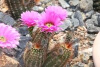 Echinocereus reichenbachii ssp. baileyi DJF 1308 Granite, Oklahoma, USA  (dw)