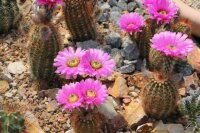 Echinocereus reichenbachii ssp. baileyi DJF 1308 Granite, Oklahoma, USA  (dw)