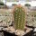 Echinocereus reichenbachii ssp. baileyi DJF 1308 Granite, Oklahoma, USA  (dw)