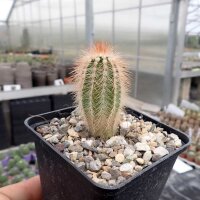 Echinocereus reichenbachii ssp. baileyi DJF 1327  (dw)
