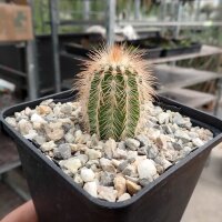 Echinocereus reichenbachii ssp. baileyi DJF 1327  (dw)