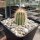 Echinocereus reichenbachii ssp. baileyi DJF 1327  (dw)