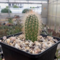 Echinocereus reichenbachii ssp. baileyi SB 211  (dw)