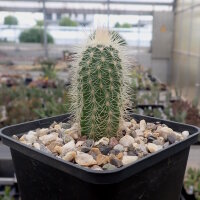 Echinocereus reichenbachii ssp. baileyi SB 211  (dw)