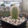 Echinocereus reichenbachii ssp. baileyi SB 211  (dw)