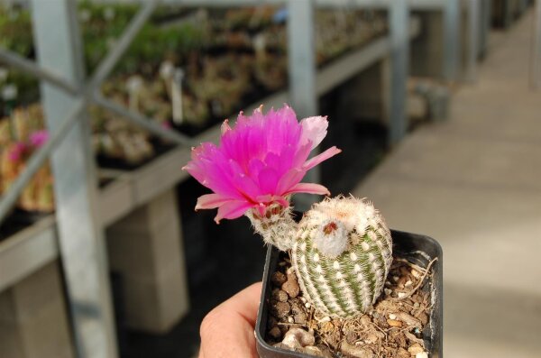 Echinocereus reichenbachii v. minor (dw)