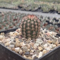 Echinocereus reichenbachii v. perbellus (dw)