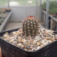 Echinocereus reichenbachii v. perbellus (dw)