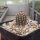 Echinocereus reichenbachii v. perbellus (dw)