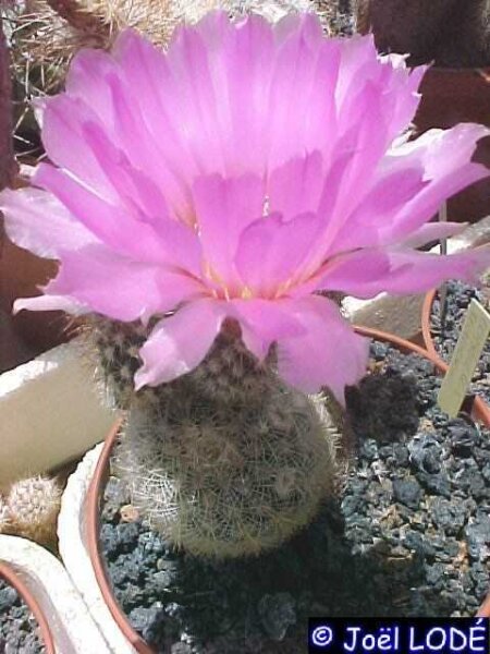 Echinocereus reichenbachii-Hybr (dw)