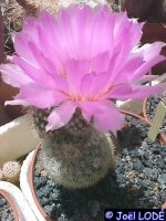 Echinocereus reichenbachii-Hybr (dw)