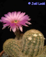 Echinocereus reichenbachii-Hybr (dw)