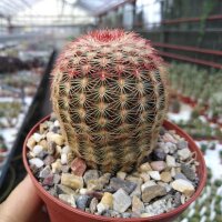 Echinocereus rigidissimus