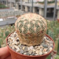 Echinocereus rigidissimus
