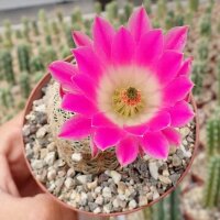 Echinocereus rigidissimus