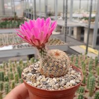 Echinocereus rigidissimus