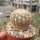 Echinocereus rigidissimus