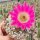 Echinocereus rigidissimus