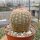 Echinocereus rigidissimus