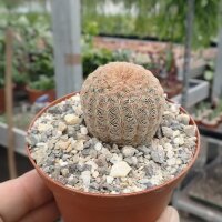 Echinocereus rigidissimus v. albiflorus