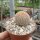 Echinocereus rigidissimus v. albiflorus