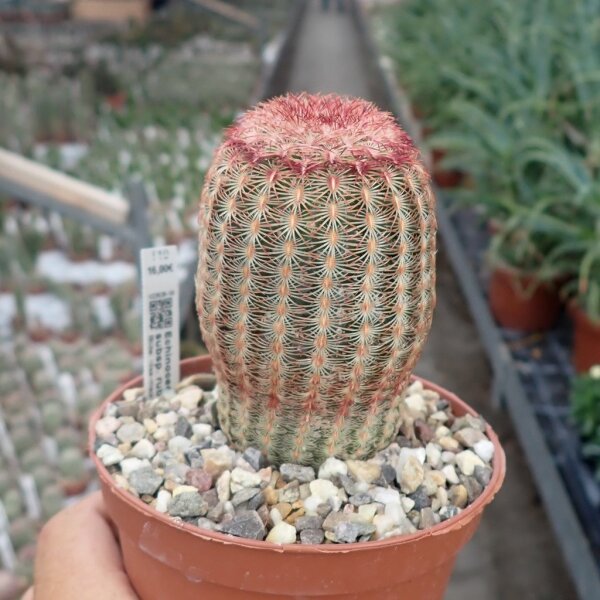 Echinocereus rigidissimus subsp. Rubrispinus