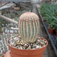 Echinocereus rigidissimus subsp. Rubrispinus