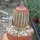 Echinocereus rigidissimus subsp. Rubrispinus