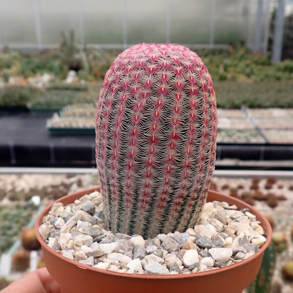 Echinocereus rigidissimus ssp. rubrispinus L 088