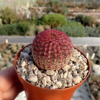 Echinocereus rigidissimus ssp. rubrispinus L 088