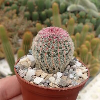 Echinocereus rigidissimus ssp. rubrispinus L 088