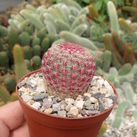 Echinocereus rigidissimus ssp. rubrispinus L 088